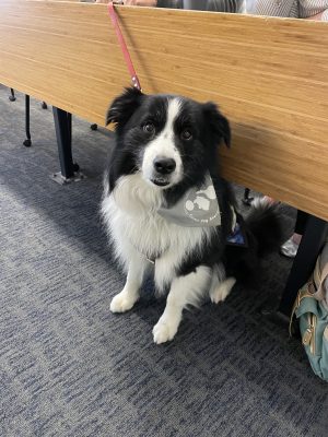 photo of dog in aural rehab class 